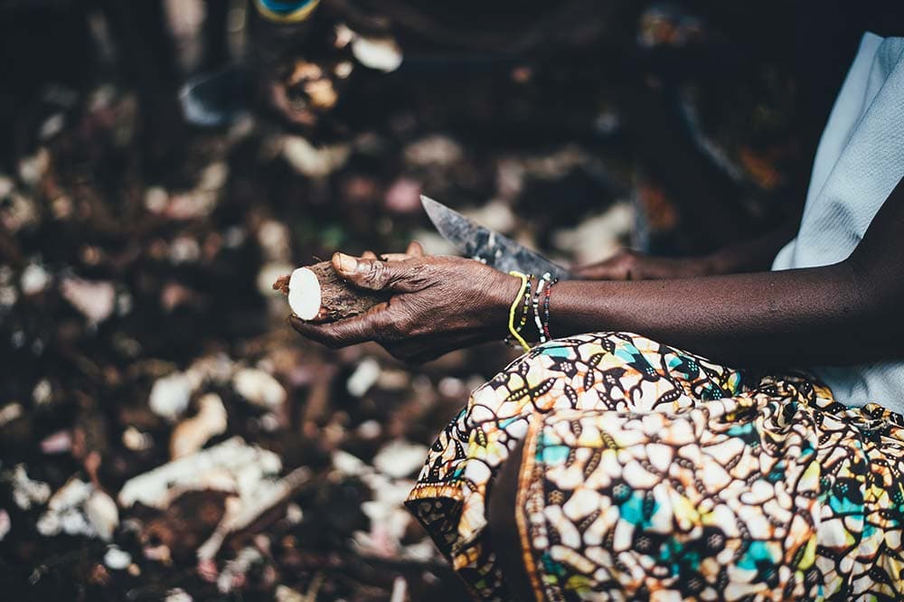 Close-up of hands holding freshly peeled white cassava root pieces.
