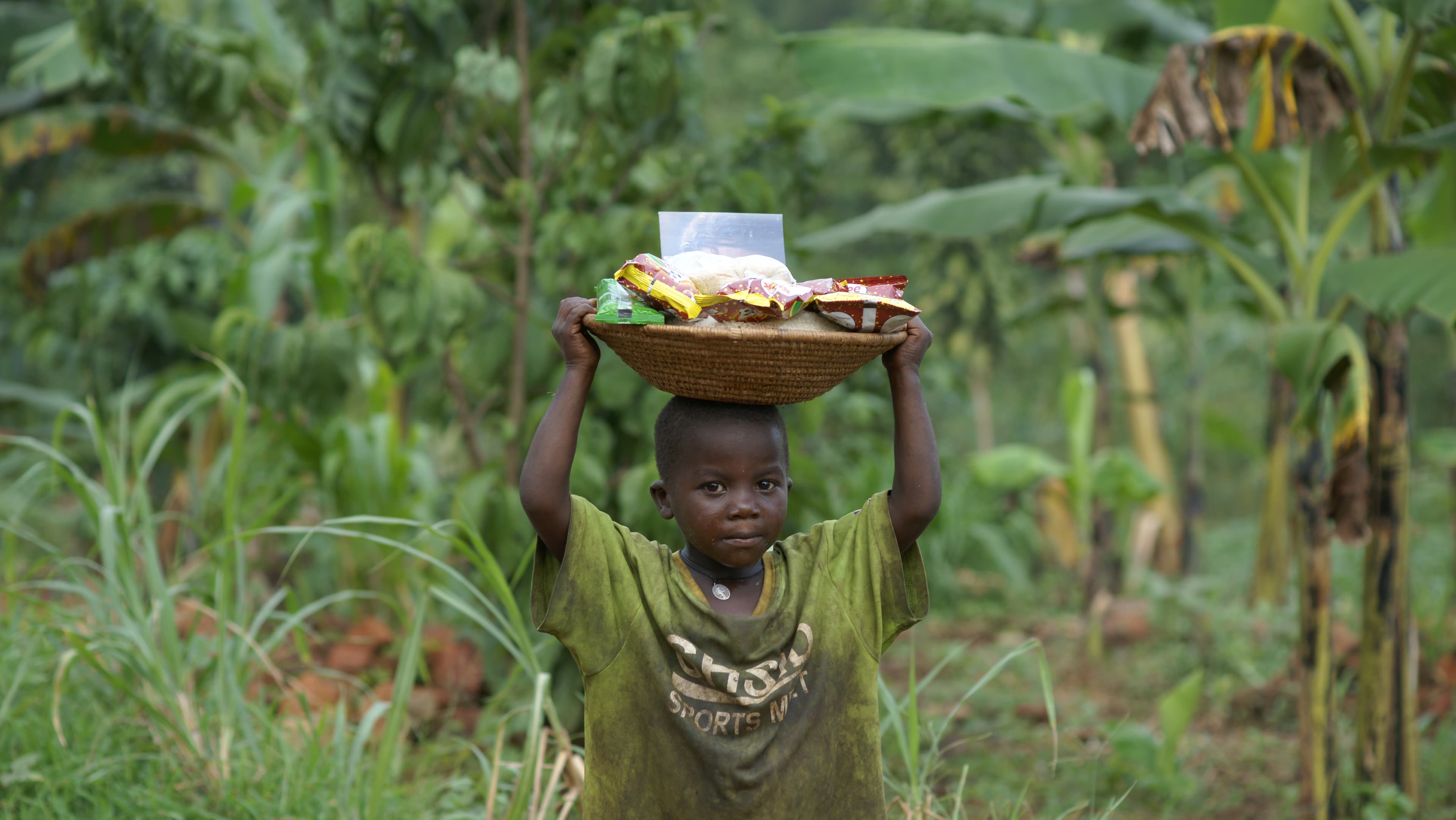 A boy balances a basket of food on his head while walking through a cornfield.