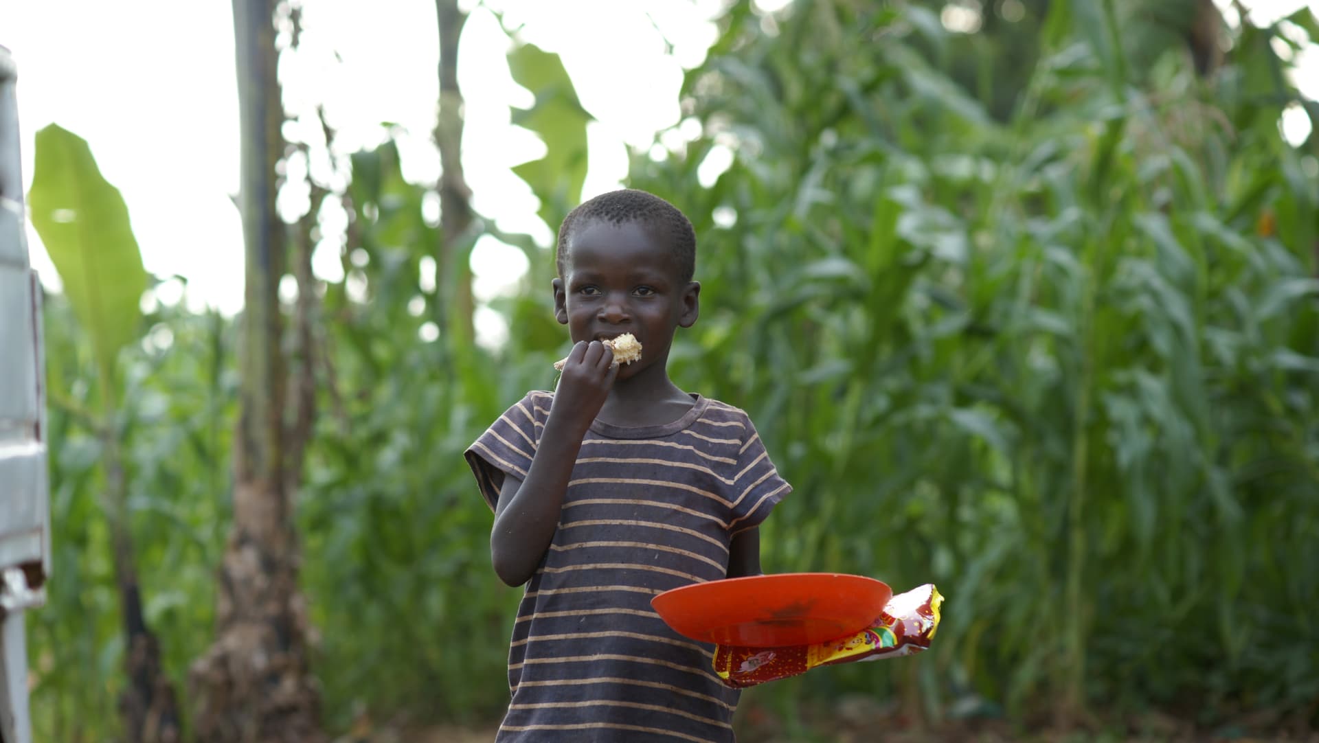 A boy stands in a cornfield holding a red item near his mouth.