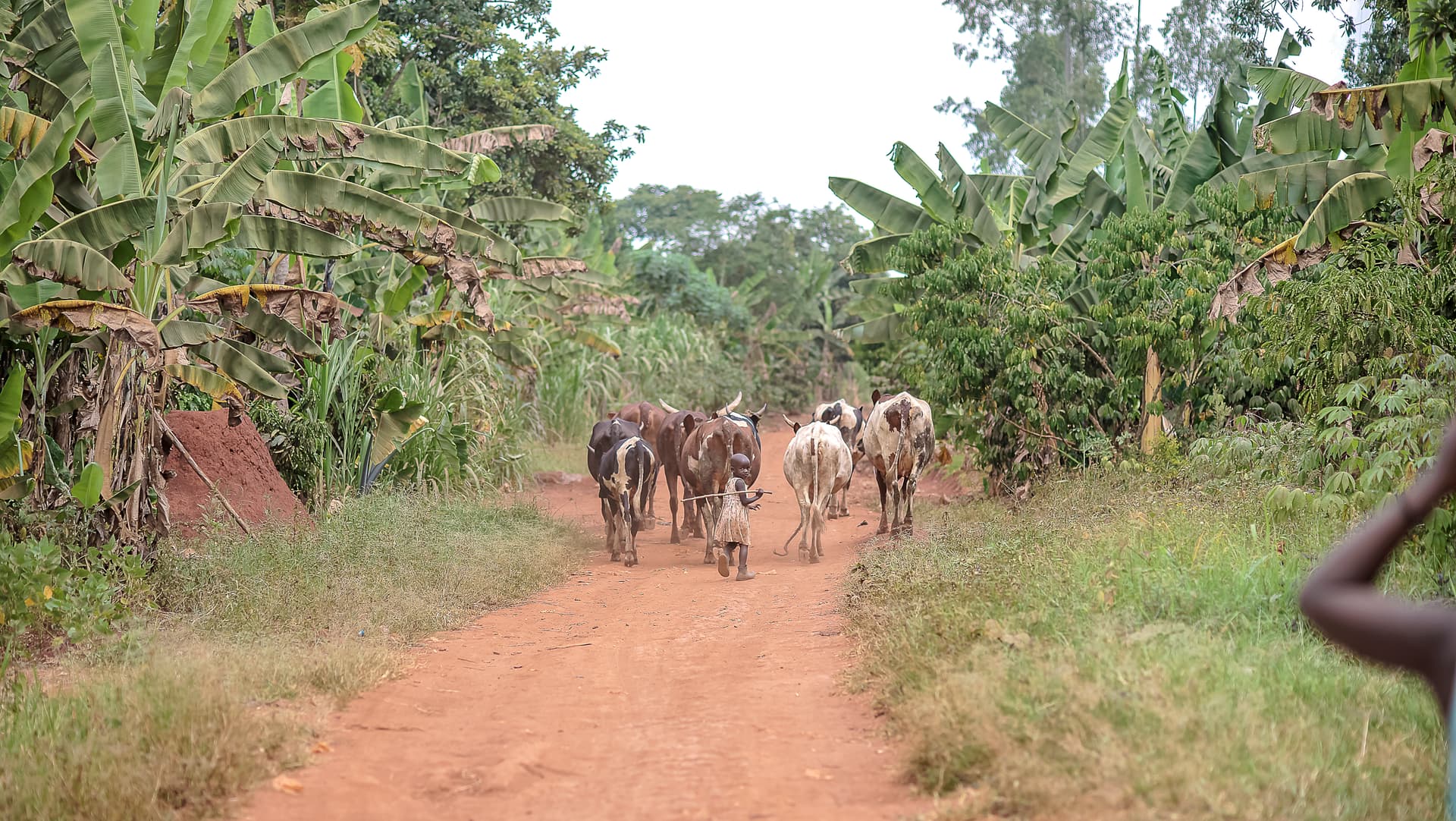 Cattle walking down a dirt road lined with banana trees
