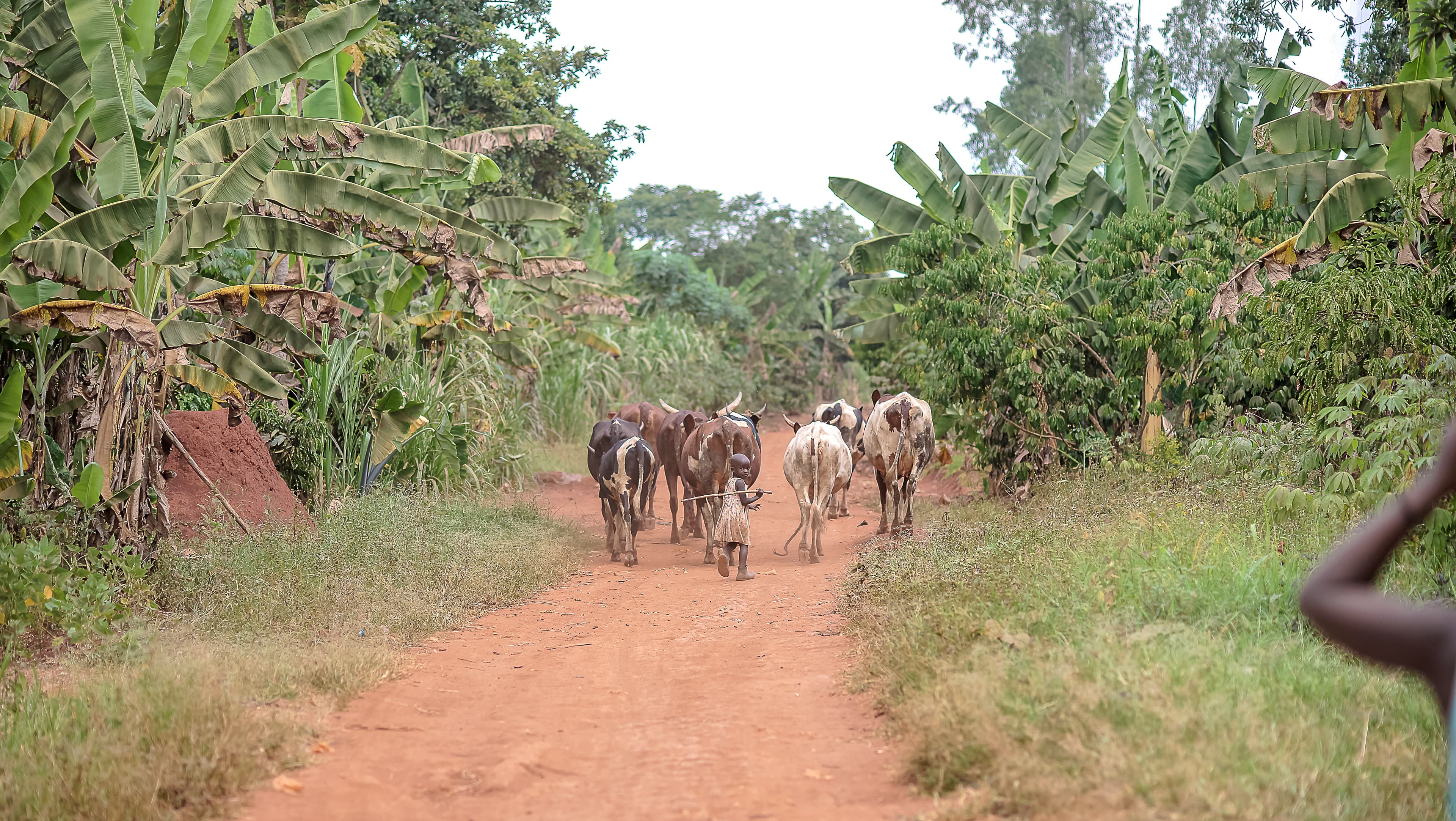 Cattle walking down a dirt road lined with banana trees