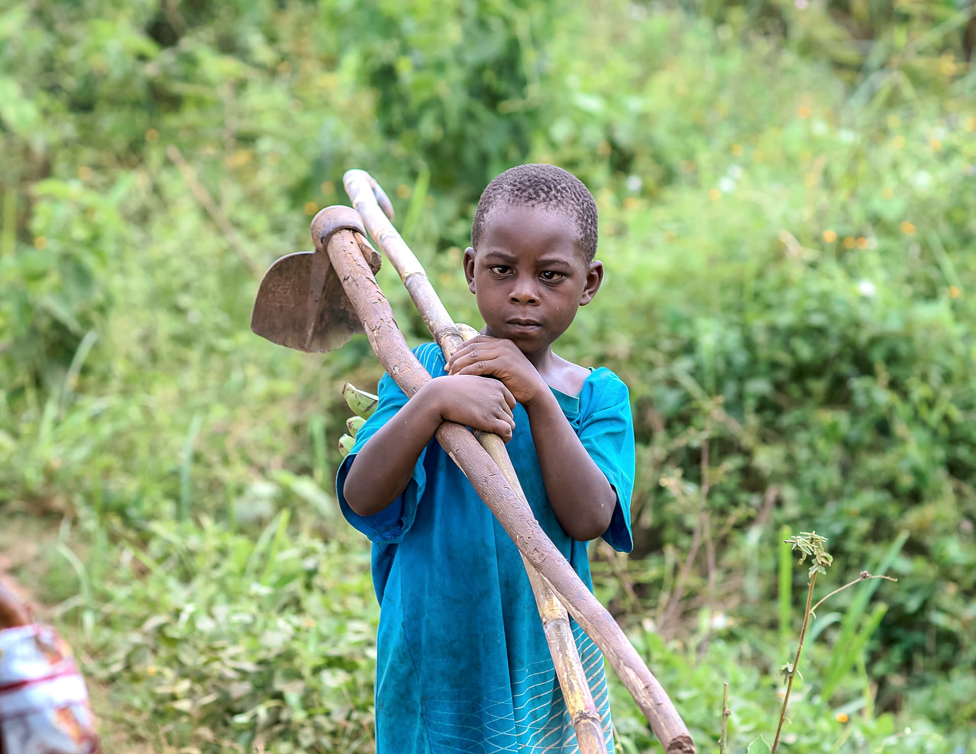 Boy carrying long sticks or reeds over his shoulder while walking through greenery