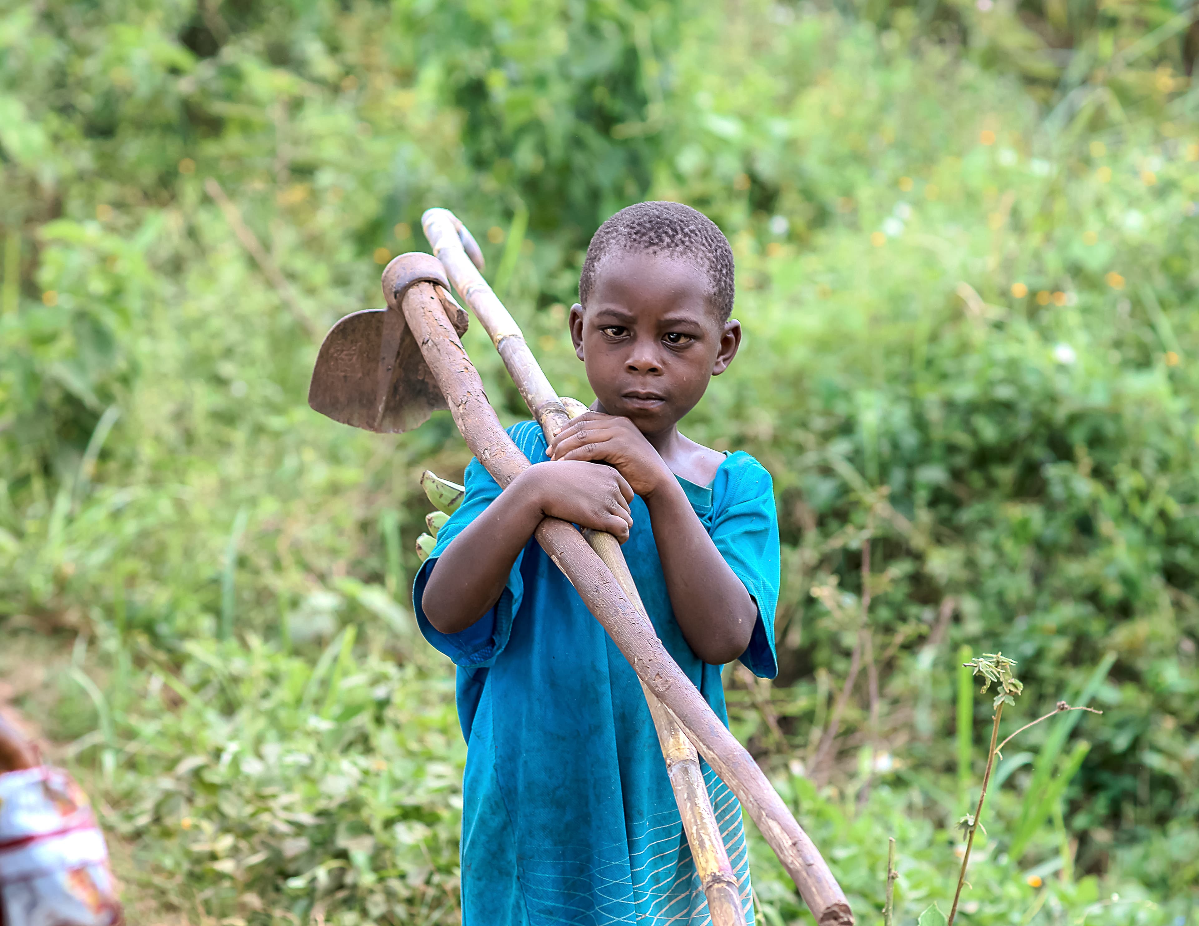 Boy carrying long sticks or reeds over his shoulder while walking through greenery