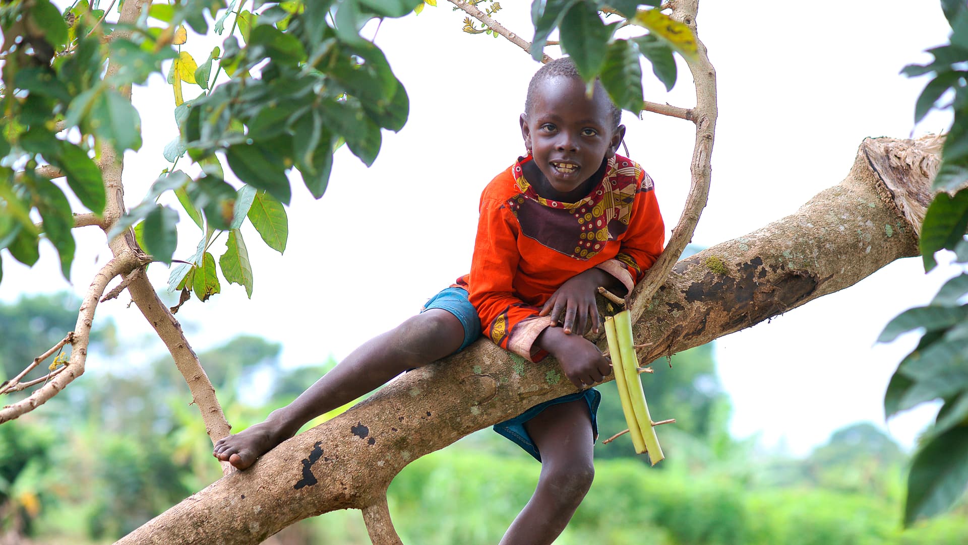 Boy sits in a tree branch holding a food item.