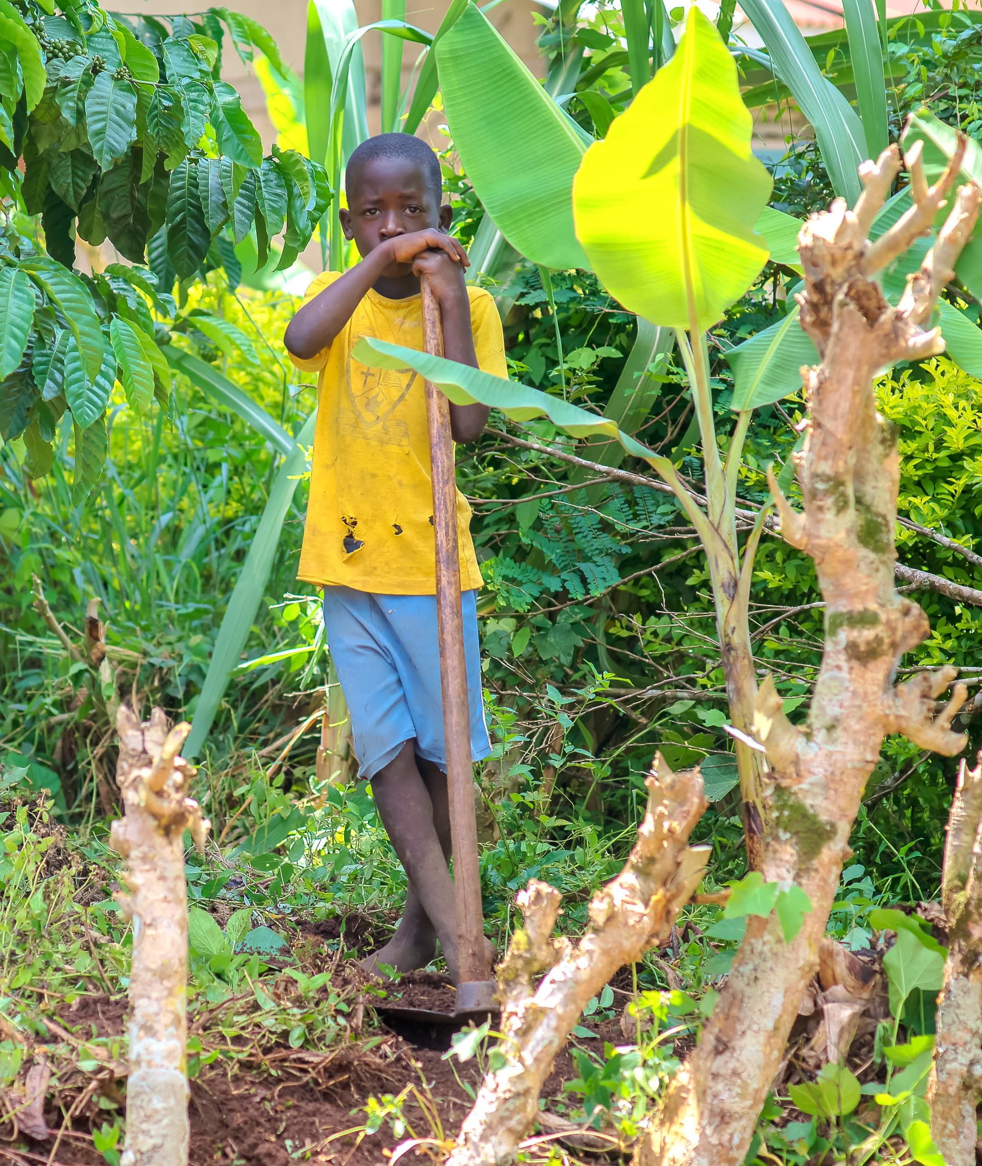 A boy stands among banana plants holding something to his mouth.