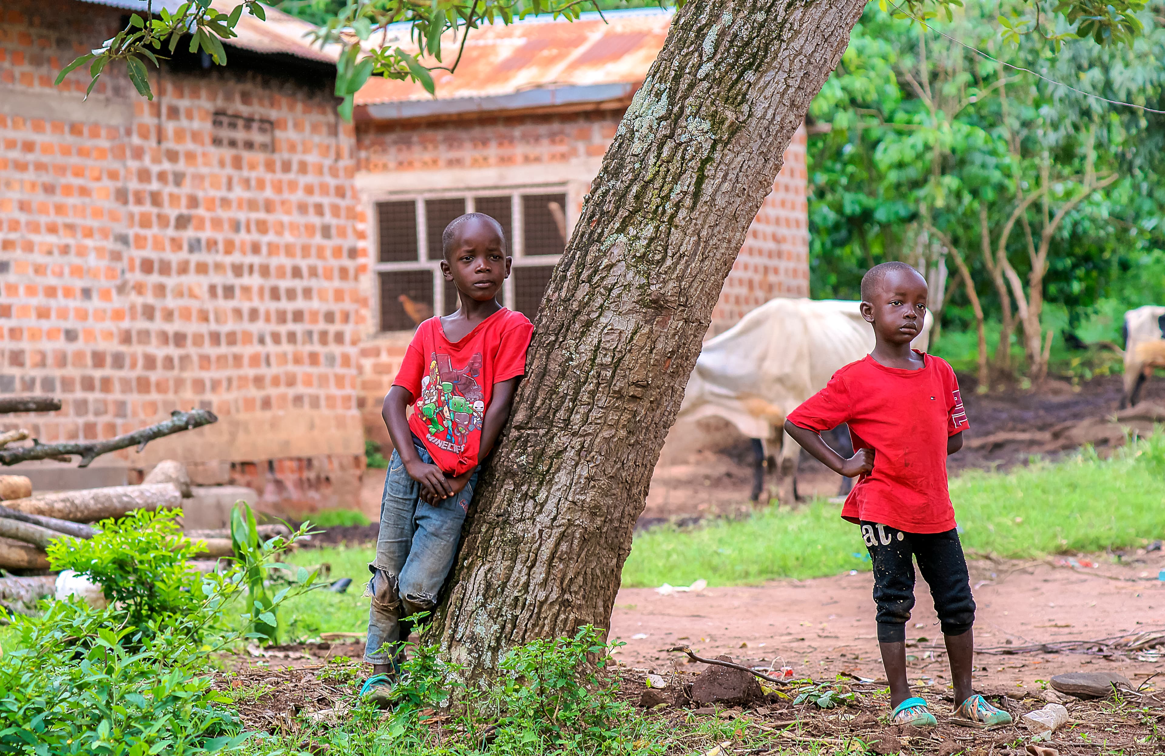 Two boys stand near a tree, one wearing a red shirt.