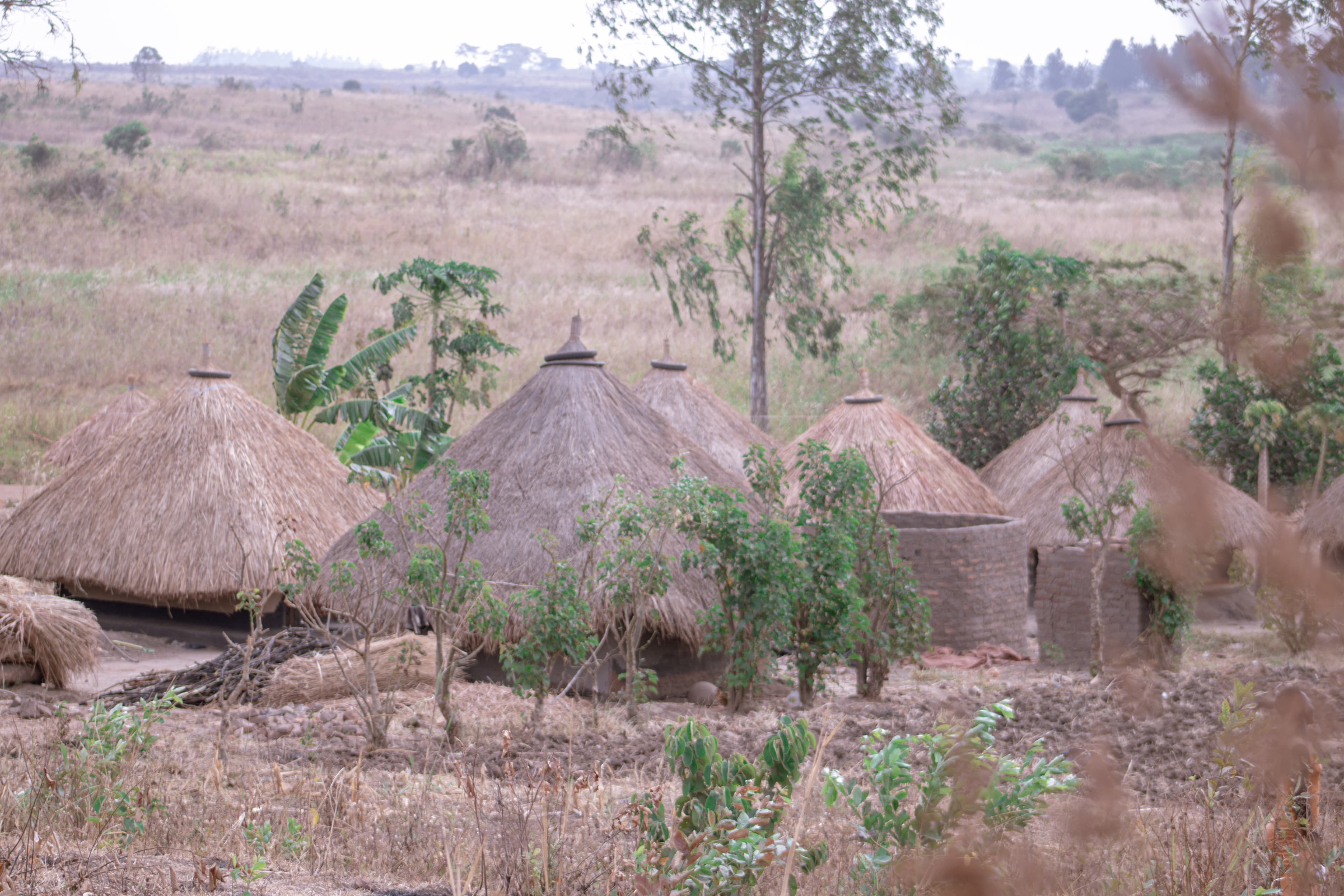 A cluster of thatched-roof mud huts in the rural village of Isunga.