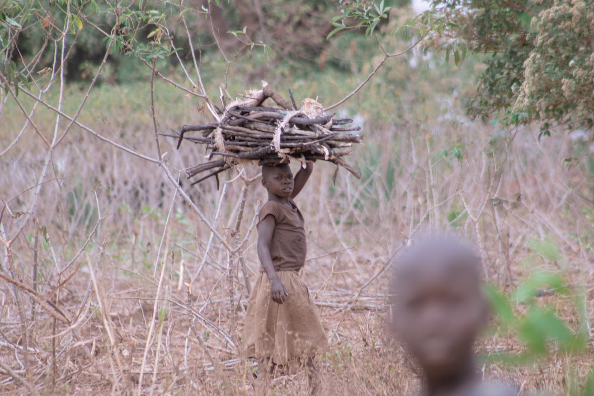 A child carries a large bundle of firewood on their head across dry grassland near Kiryandongo.