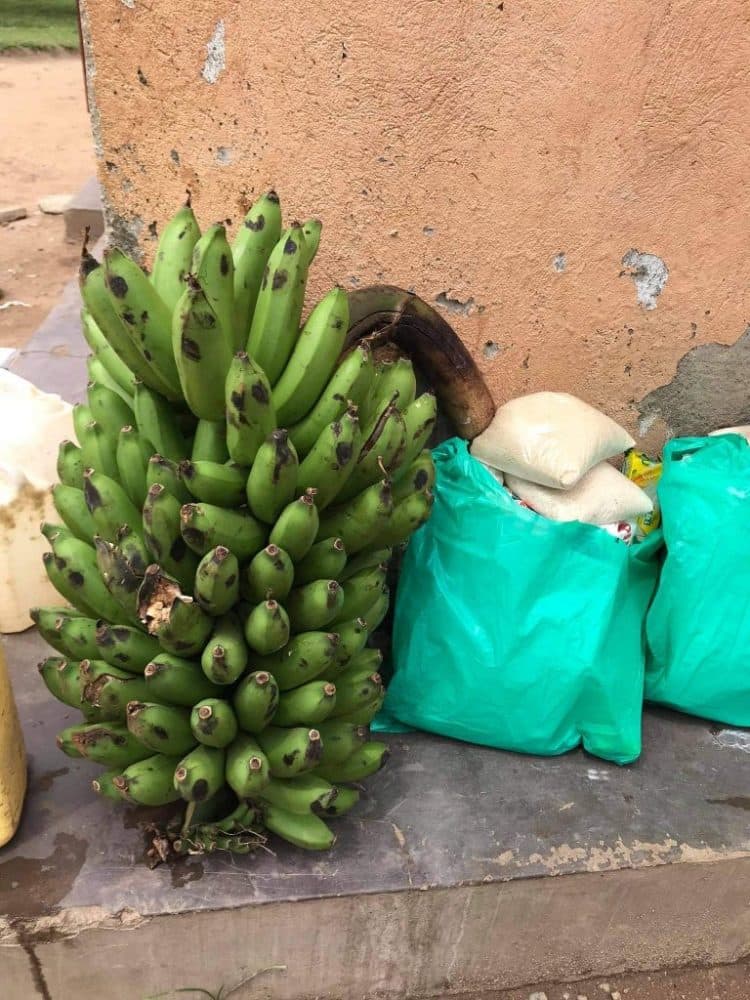 Large bunch of green matooke bananas set beside green JFM food relief bags.
