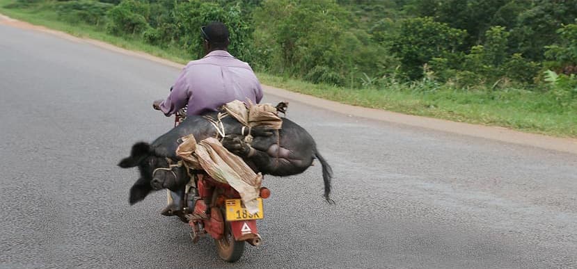 A man rides a motorcycle boda-boda loaded with sacks of goods along a paved road.