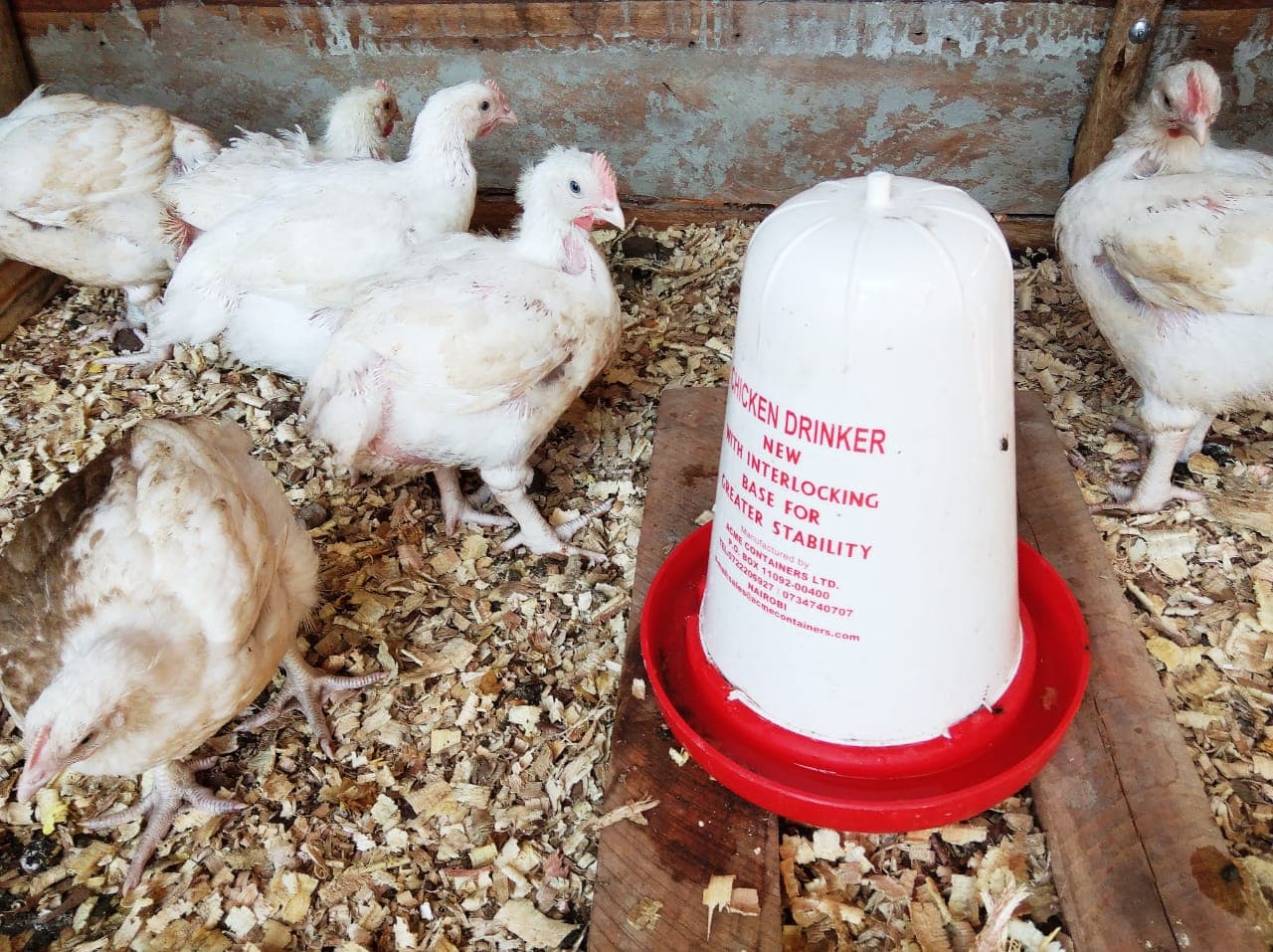 White chickens gather near a red-and-white feeder and waterer in a wooden coop.