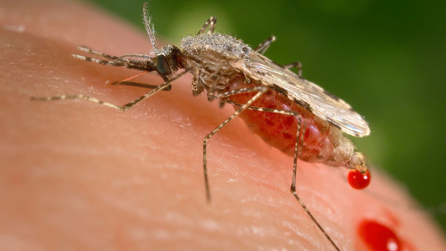 Close-up macro photo of a mosquito biting human skin and drawing blood, illustrating malaria transmission.