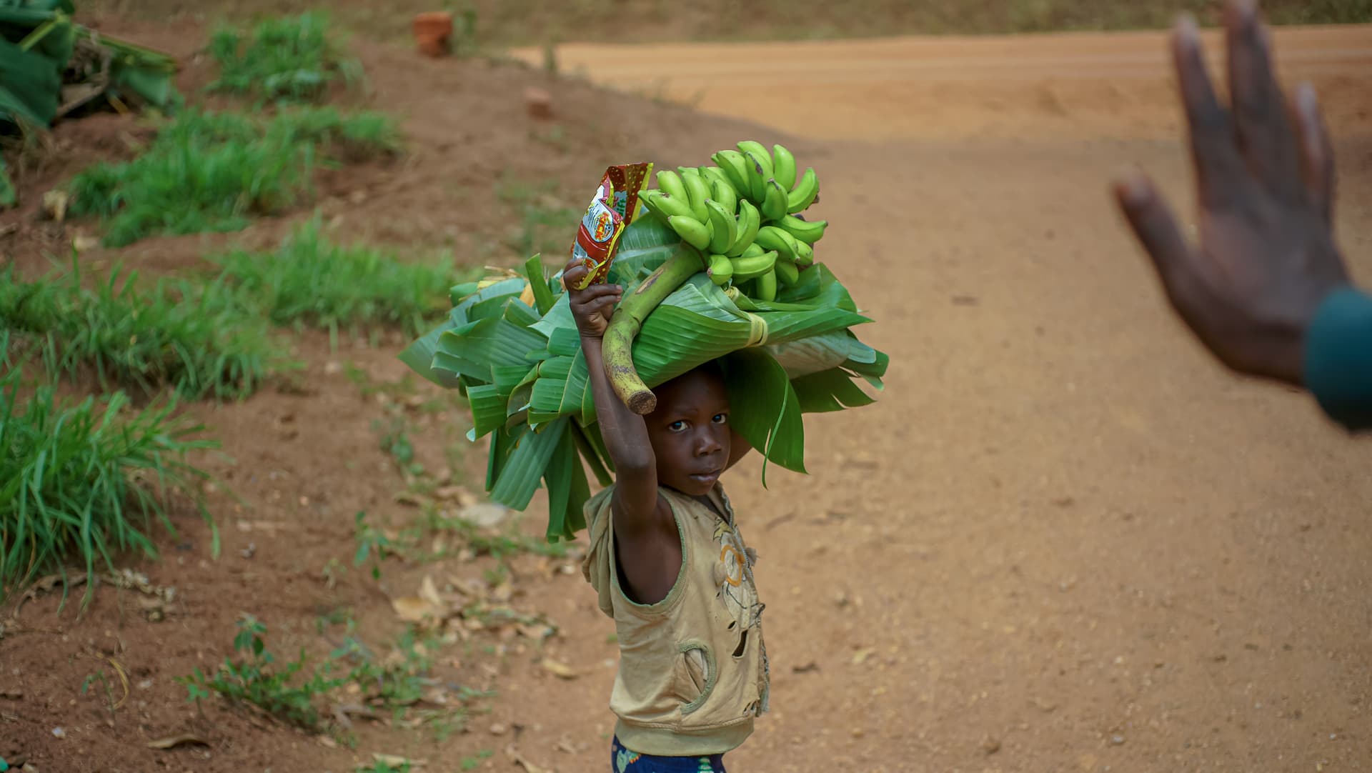 Boy carrying a bunch of green bananas (matoke) on his head, waving to the camera.