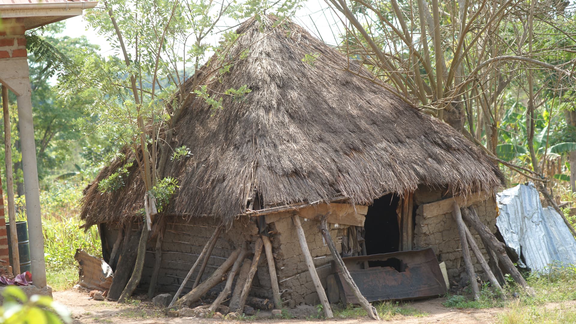 A traditional thatched-roof mud hut with wooden support beams stands among trees.