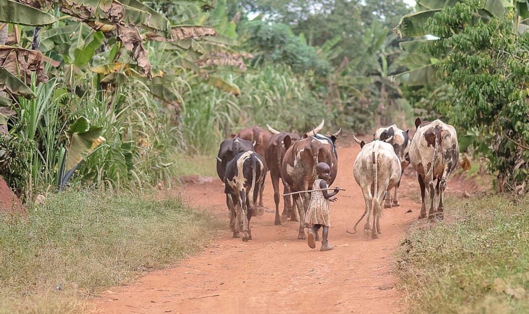 A line of cattle walking down a dirt road lined with trees near the granny's village