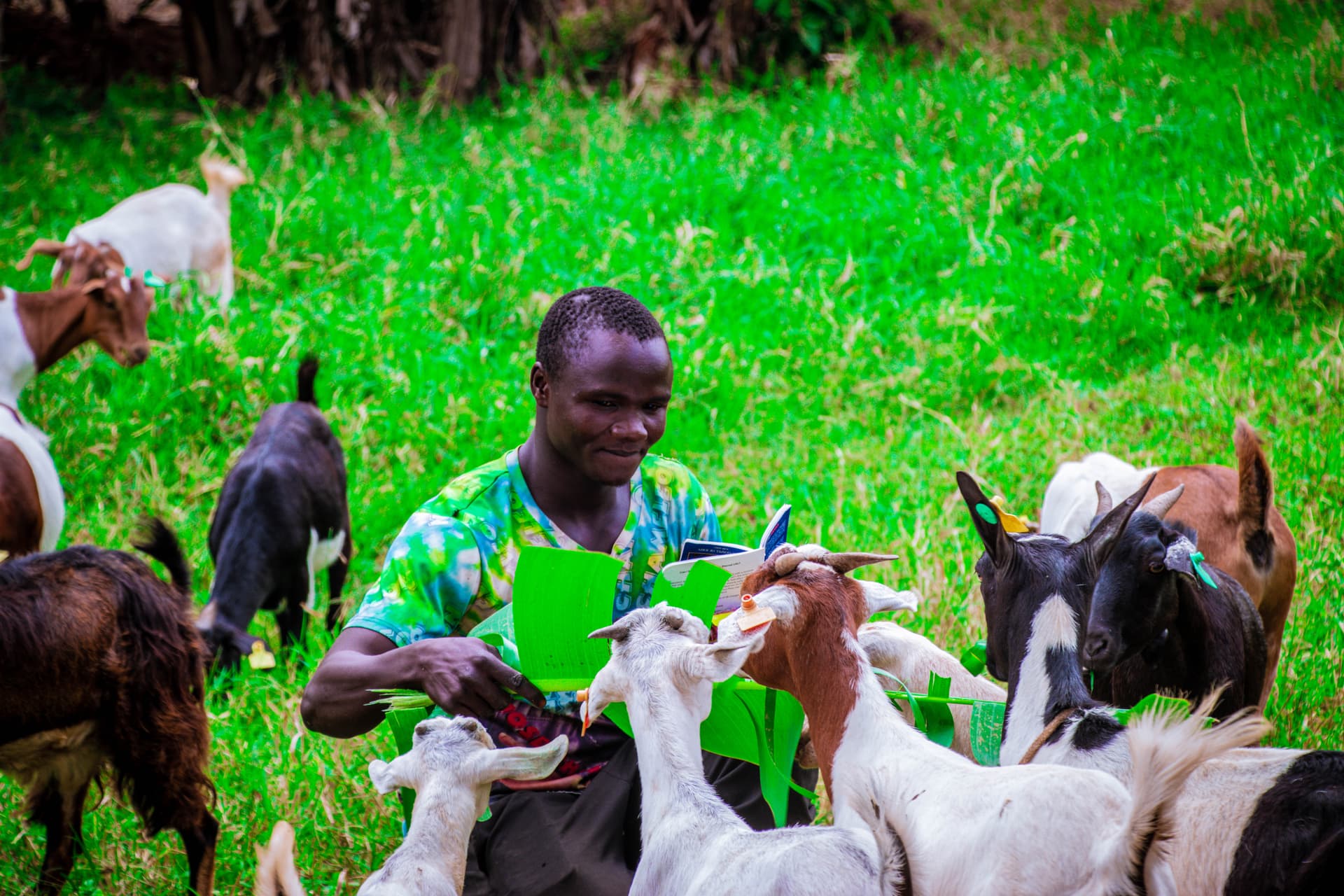 A man tends a herd of goats in a grassy field.