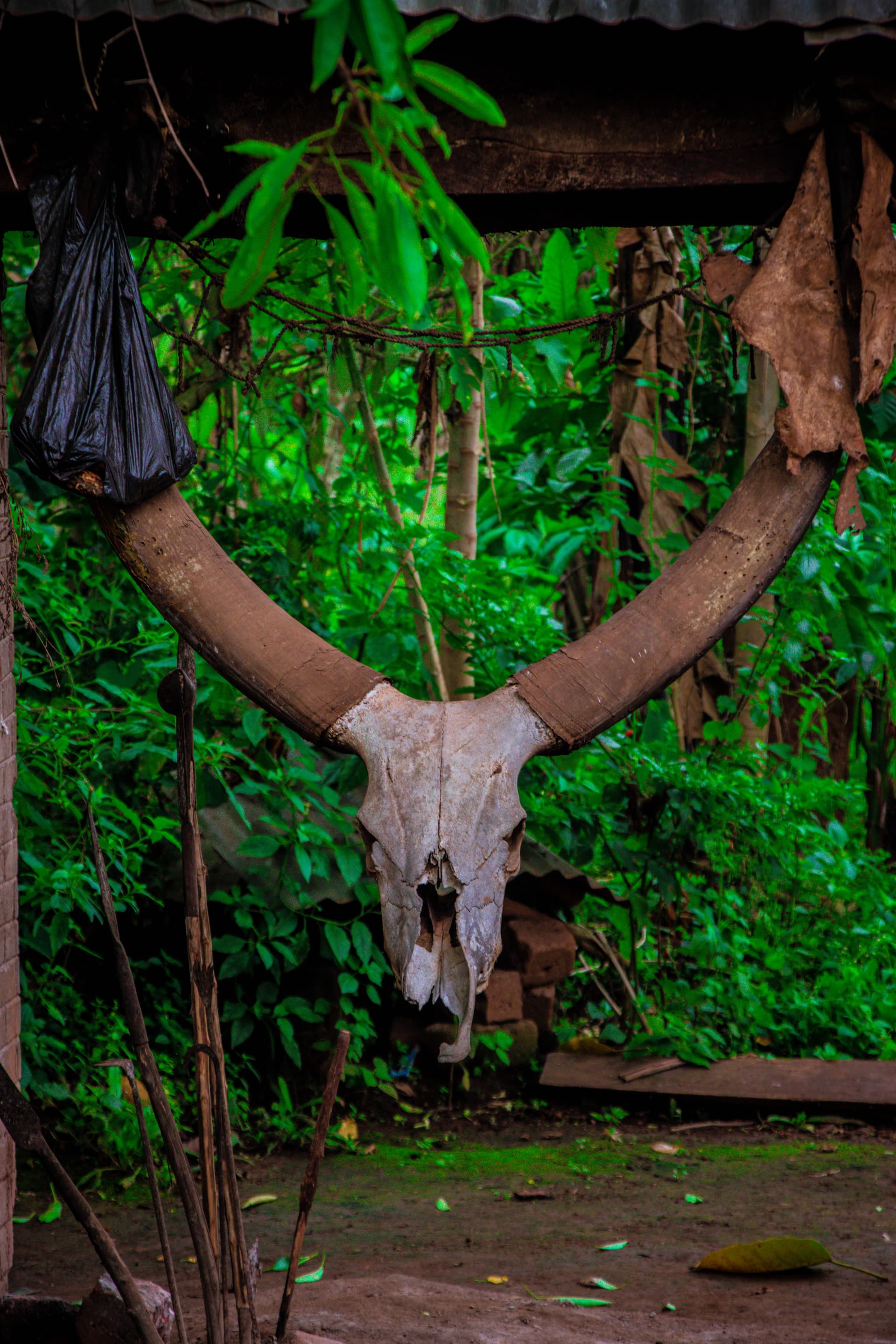 A cow skull hung with charms beneath a thatched shrine roof surrounded by greenery, a witchcraft shrine in Kyampisi.
