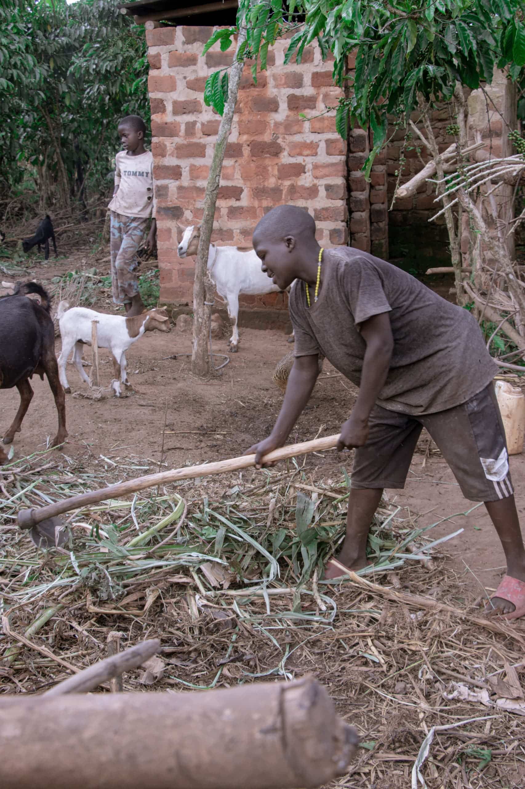 Boy tilling soil with a hoe near goats and a brick building.