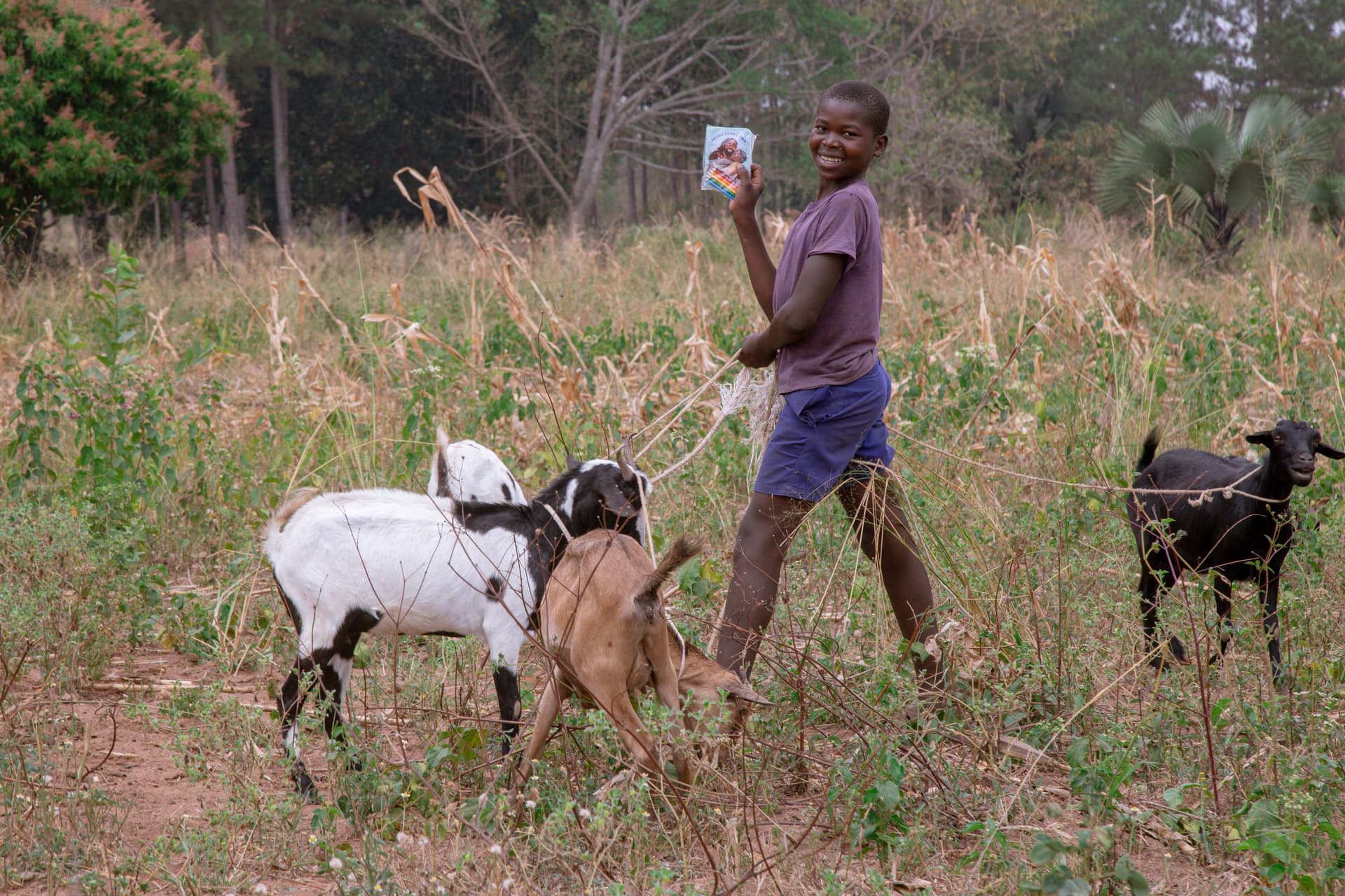 A boy walks through a grassy field herding goats while holding a small item.